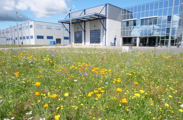 <p>Optional caption</p>